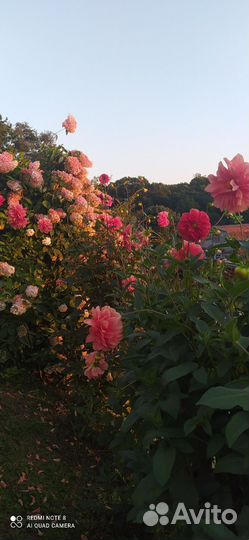 Георгины клубни