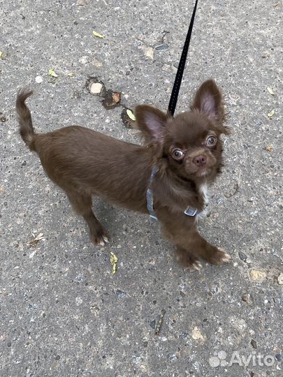 Чихуахуа мальчик