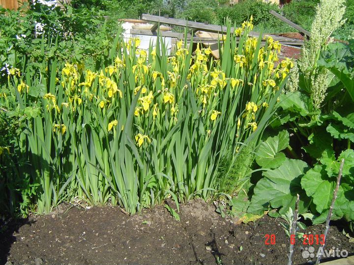 Ирис болотный