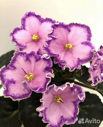 Сортовые фиалки