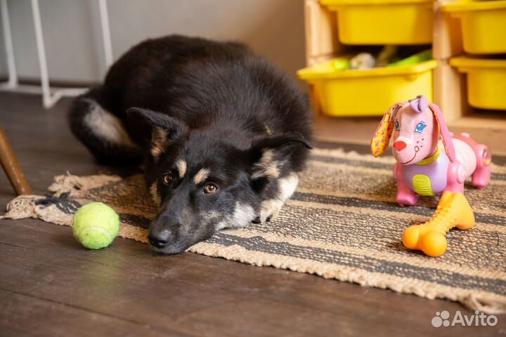 Собака в добрые руки отдам бесплатно