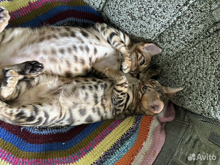 Бенгальские котята