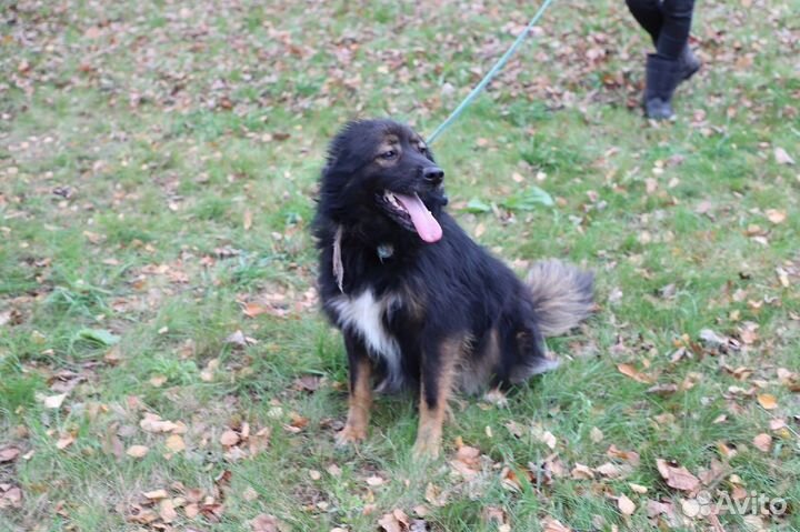 Милая собака