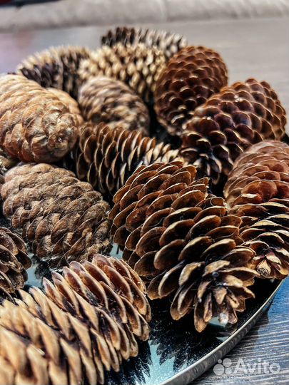 Шишка еловая для декора