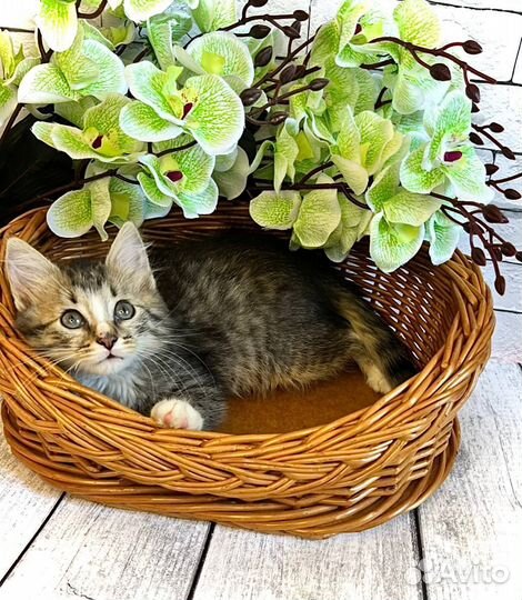 Рея ищет дом