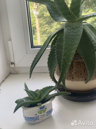 Цветок алоэ