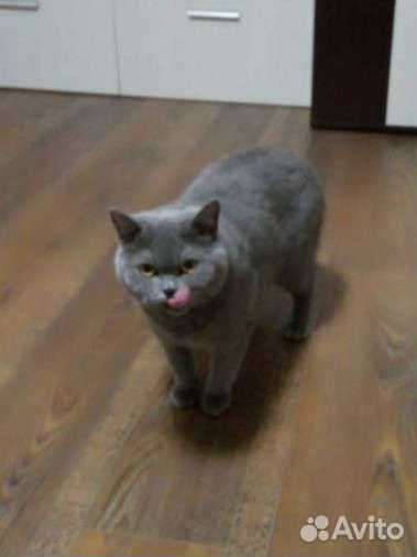 Кошка Шотландка