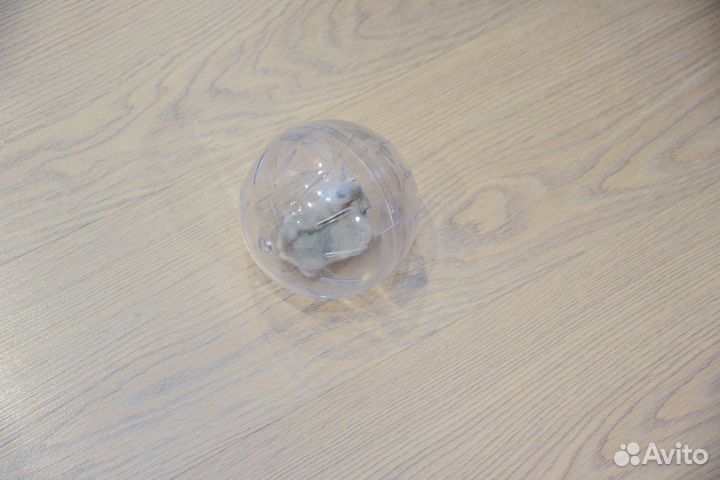 Продам джунгарика