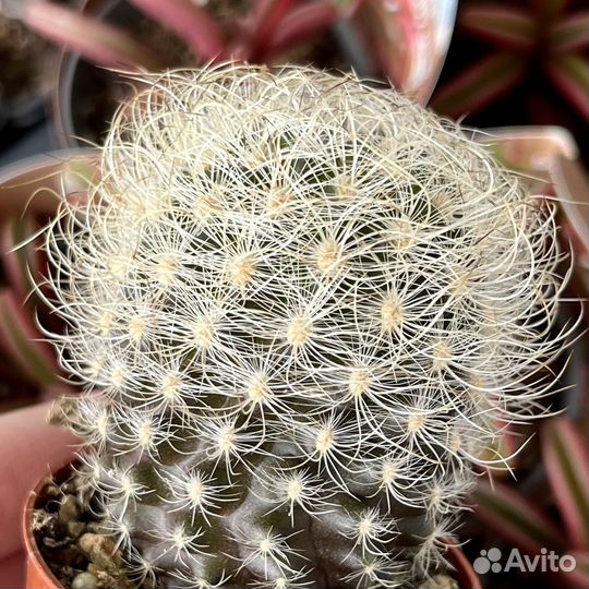 Продажа суккулентов более 100 видов