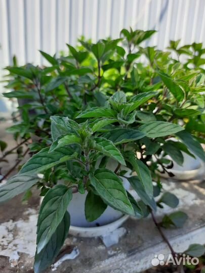 Мята домашняя, садовая