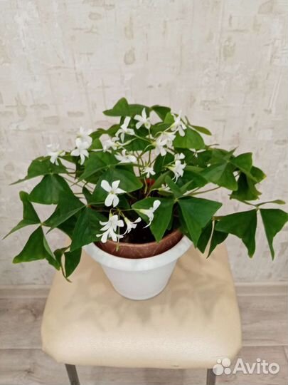 Декабрист. Педилантус. Кислица