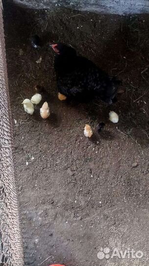 Куры несушки