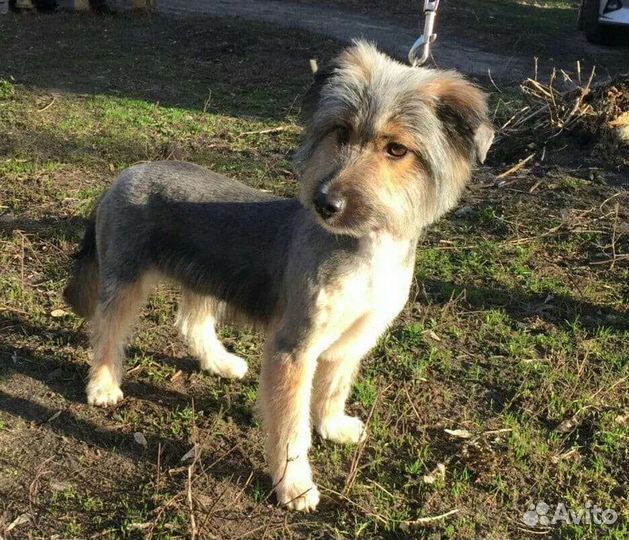 Маленькая собака в добрые руки бесплатно