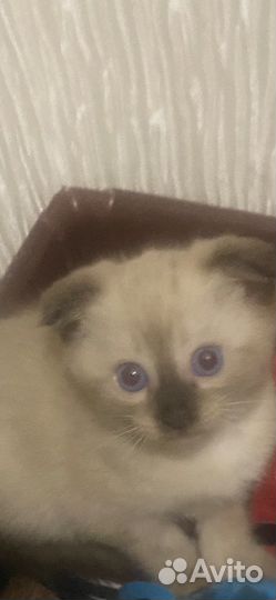 Котята сиамские