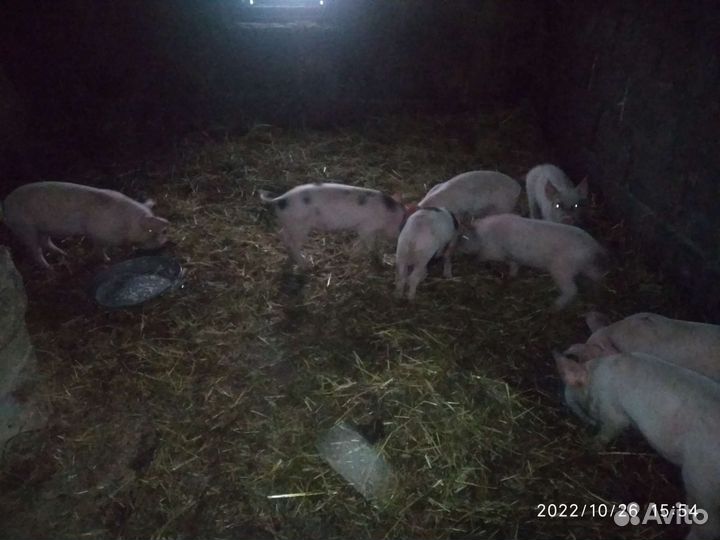 Поросята