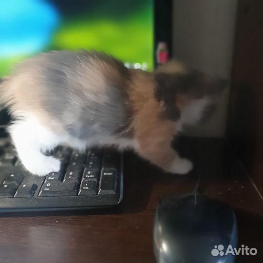 Кошечка в добрые руки
