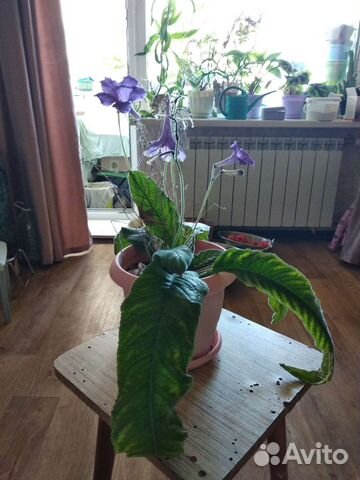 Стрептокарпус