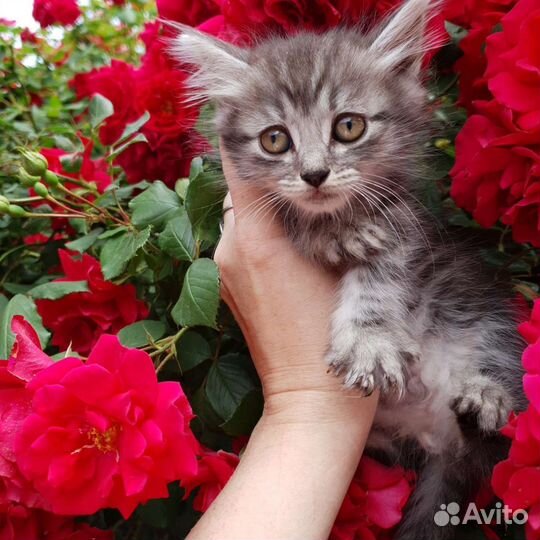 Котенок бесплатно