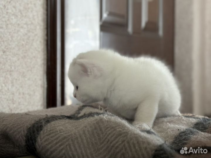 Белый котёнок с дуохромными глазами(кхао-мани)