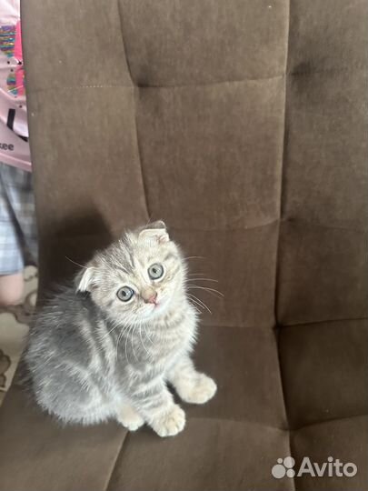 Шотландская вислоухая кошка в добрые руки