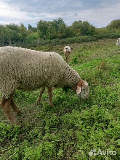 Катумские бараны,ярки