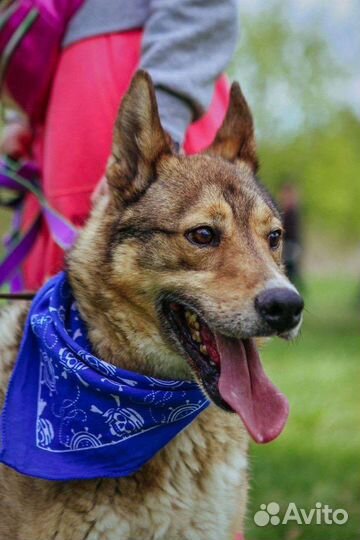 Собака в добрые руки отдам бесплатно