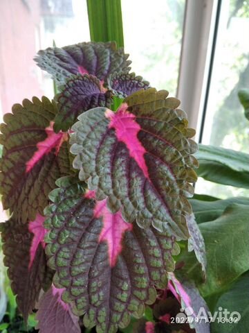 Цветок Калеус 50р