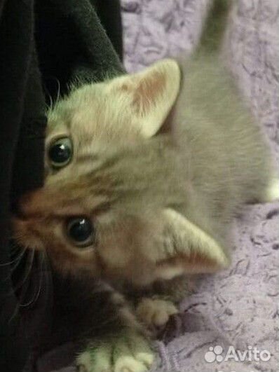 Шотландская вислоухая