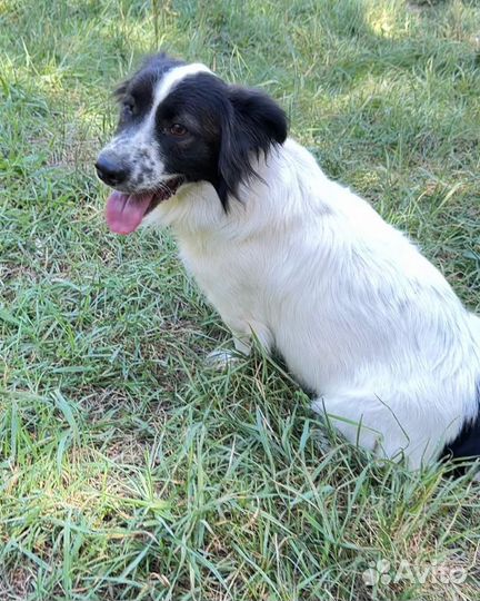 Собака в добрые руки