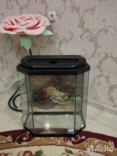 Аквариум