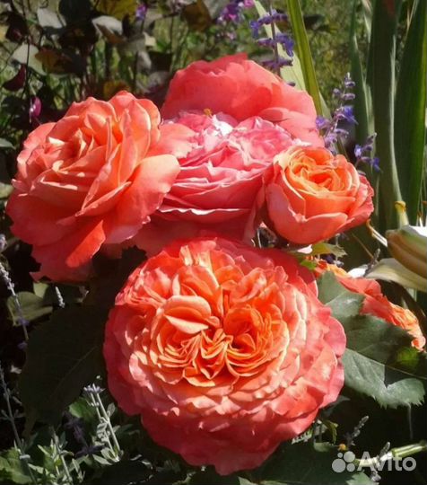 Роза Эмильен Гийо саженцы осень 2023г