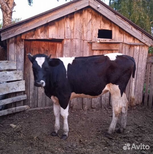 Телки стельные