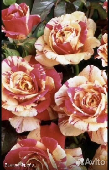 Роза плетистая