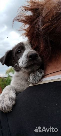 Очень красивый мальчишка в добрые руки