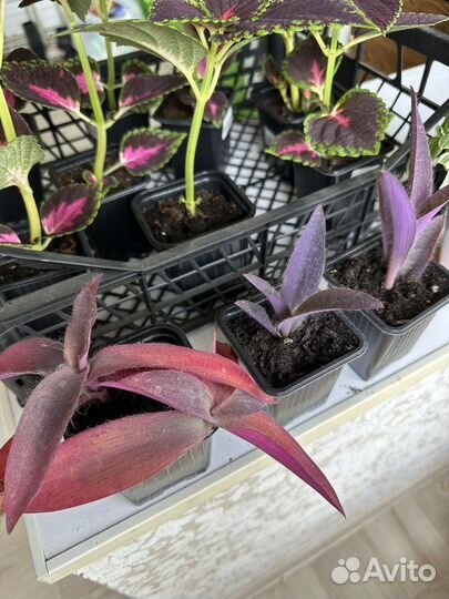 Колеус для клумбы