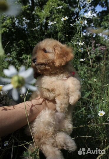 Мальтипу f1 мини