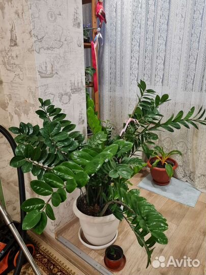 Замиокулькас черный равен