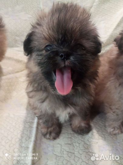 Собакащенки