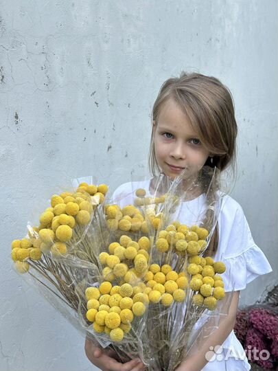 Краспедия сухоцвет