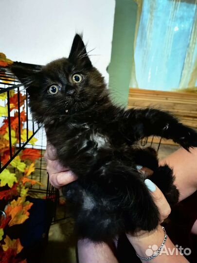 Котенок мальчик в дар