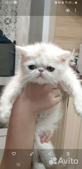 Экзотическая