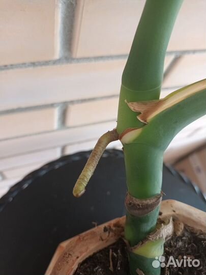 Монстера взрослое растение