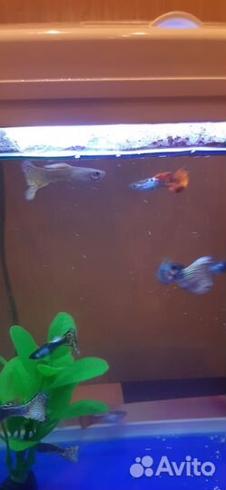 Самцы гуппи