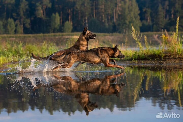 Фотограф-анималист, фотосъемка щенков, собак