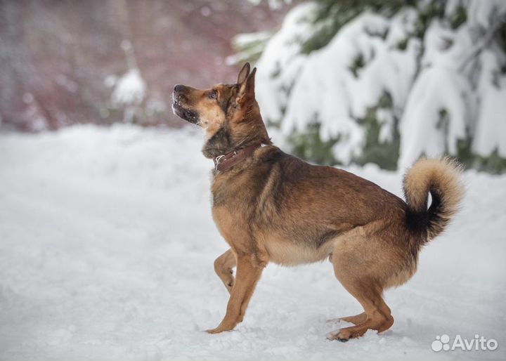 Собака в добрые руки