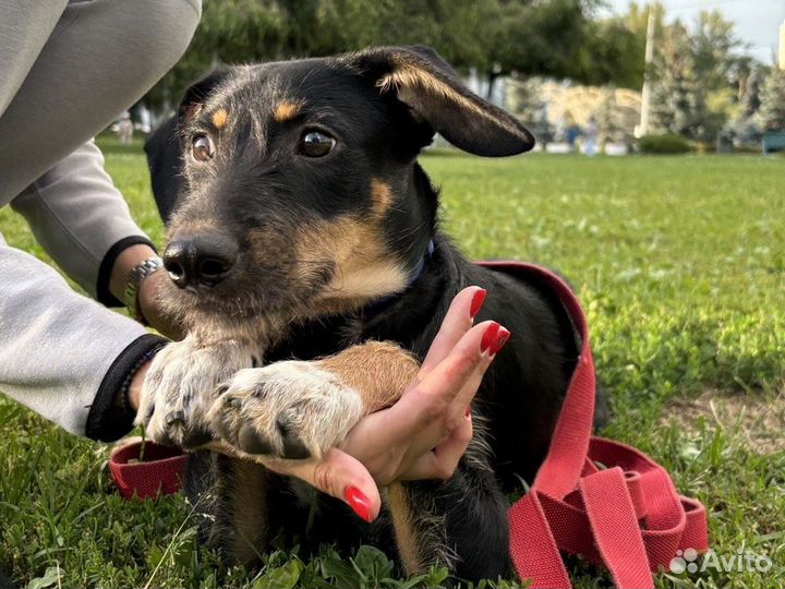 Собака мальчик щенок в добрые руки