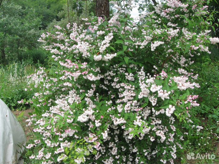 Кустарники декоративные