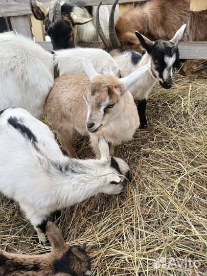 Козы, козочки, козлята
