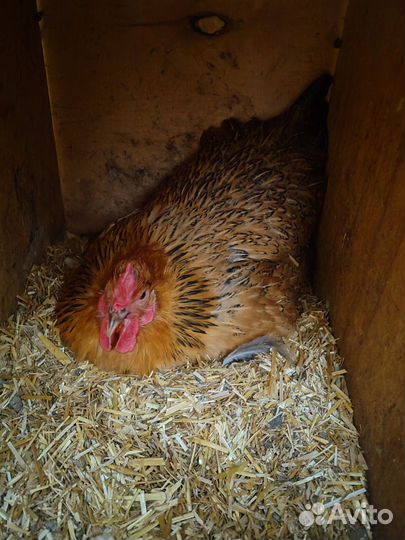 Кучинская юбилейная