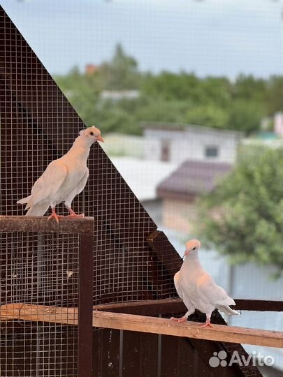 Бакинские бойные голуби